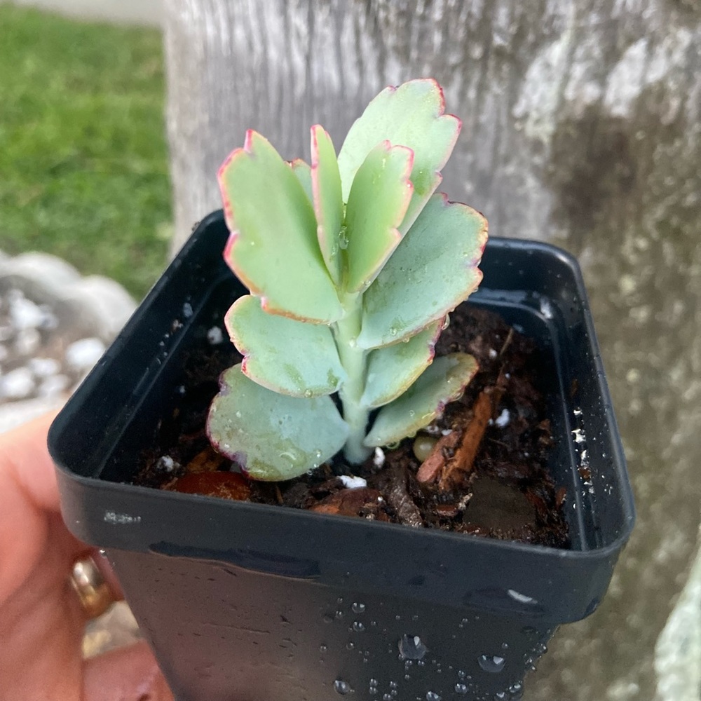 Lavender Scallops Succulents